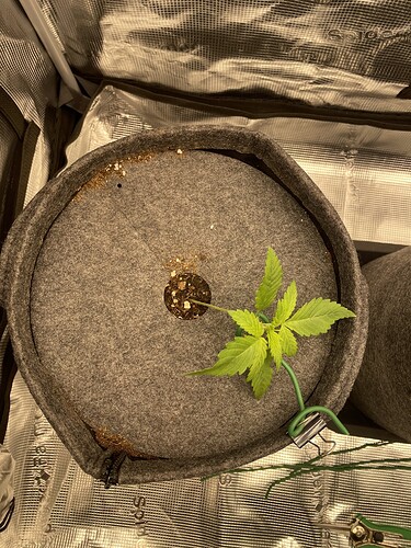 Ein junger Cannabissämling in einem grauen Vliesstofftopf, der sich in einem Zelt befindet.