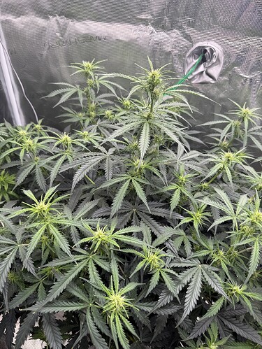 Growreport Bild 2