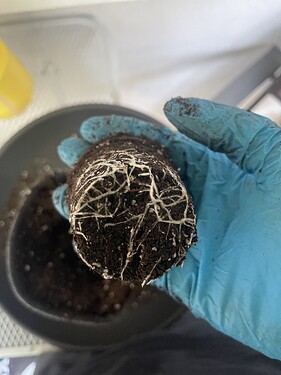 Growreport Bild 7
