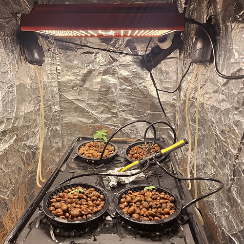 Vier junge Cannabispflanzen in Netztöpfen mit Blähton unter einer LED-Wachstumslampe in einer Growbox.