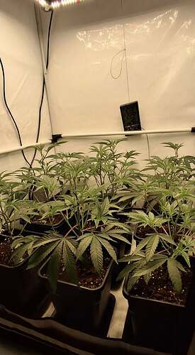Growreport Bild 26