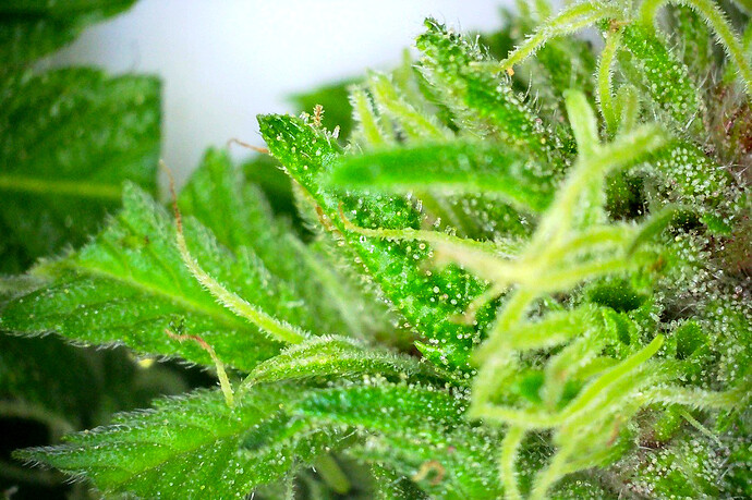 Grow25_0927_DPmicro5