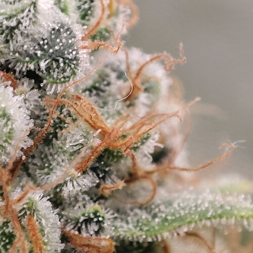 Growreport Bild 92
