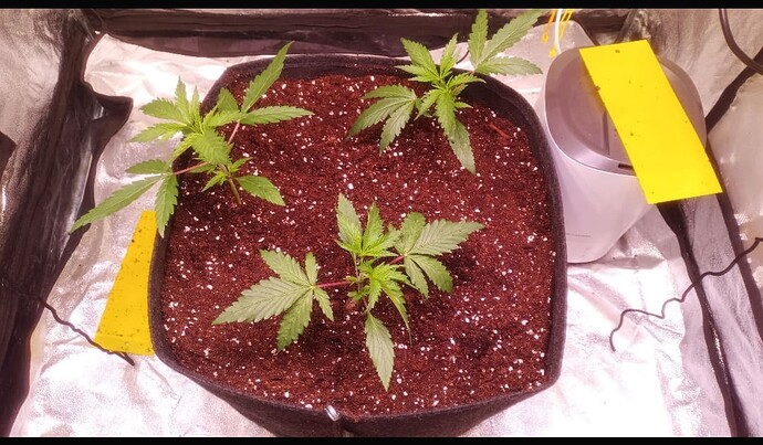 Growreport Bild 3