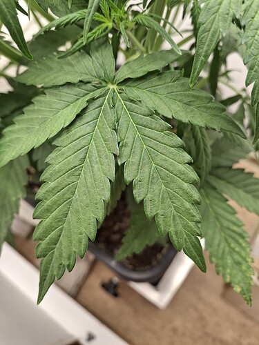 Growreport Bild 67