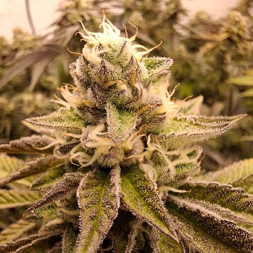Growreport Bild 2