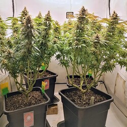 Growreport Bild 37