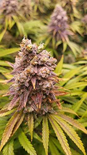 Growreport Bild 33