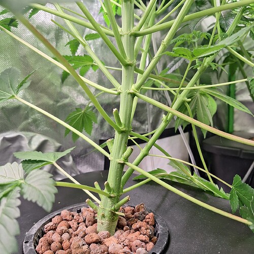 Nahaufnahme des Stammes einer Cannabispflanze im Wuchs, mit vielen Seitentrieben und Blättern, die in einem Topf mit Blähton wachsen.