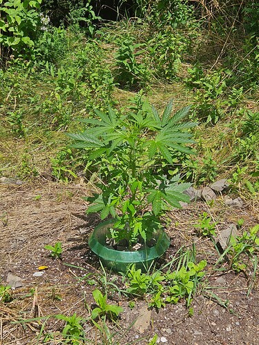 Growreport Bild 8