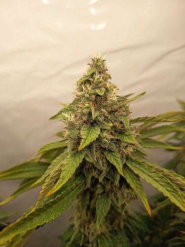 Growreport Bild 5