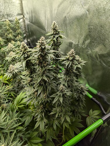 Growreport Bild 8