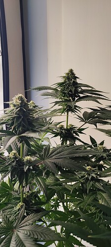 Growreport Bild 12