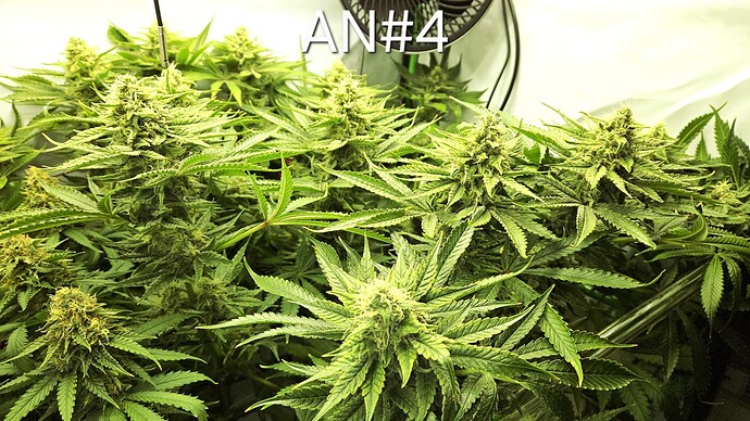 Growreport Bild 29