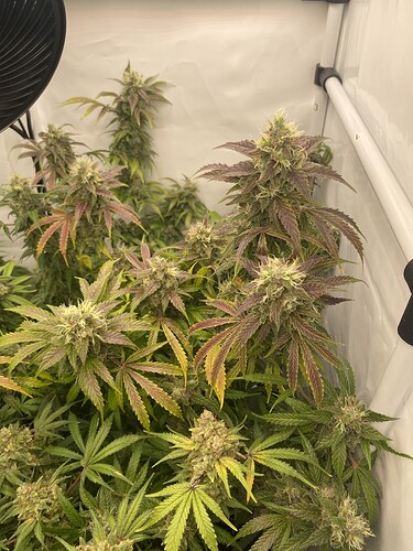 Growreport Bild 2