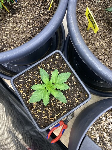 Growreport Bild 75