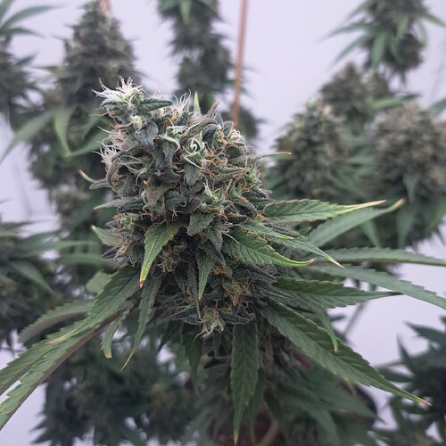 Growreport Bild 2