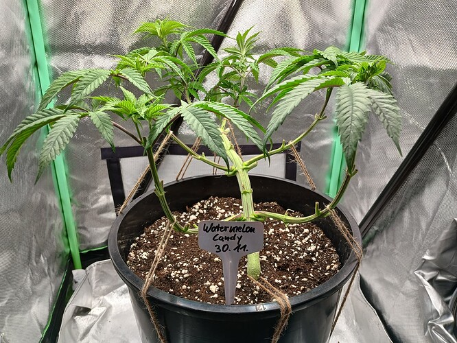 Growreport Bild 9