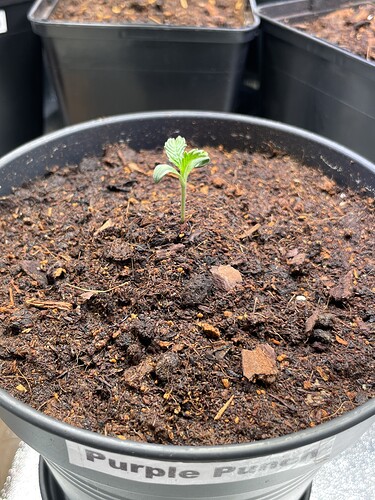 Growreport Bild 19