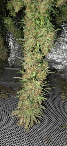 Growreport Bild 32