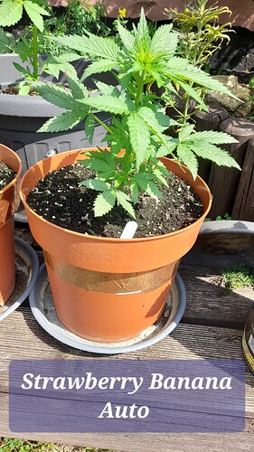 Growreport Bild 12