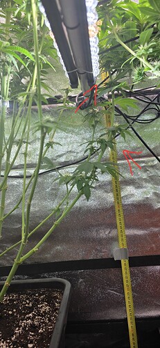 Growreport Bild 29