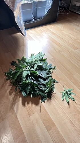 Growreport Bild 6