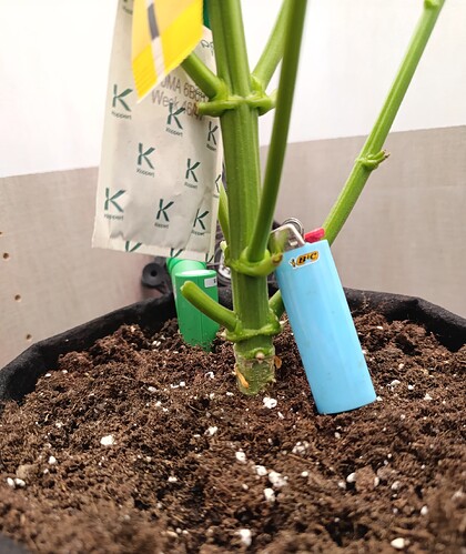 Growreport Bild 43