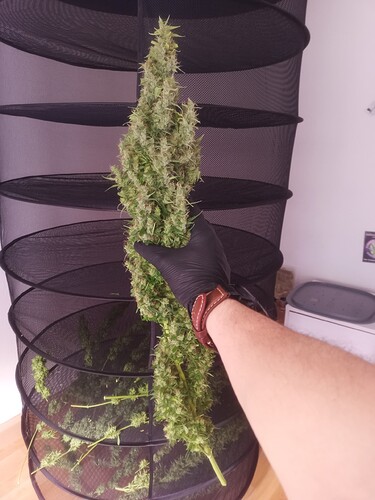 Growreport Bild 13