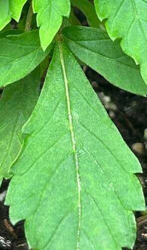 Growreport Bild 32