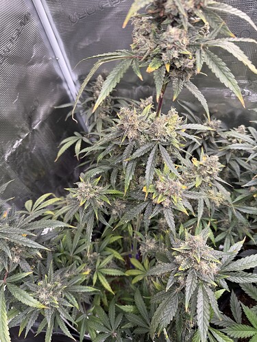 Growreport Bild 18