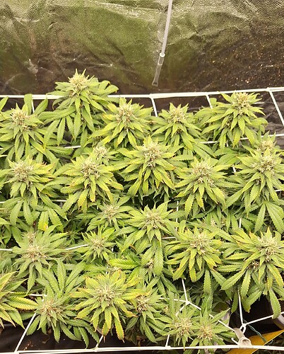 Growreport Bild 5