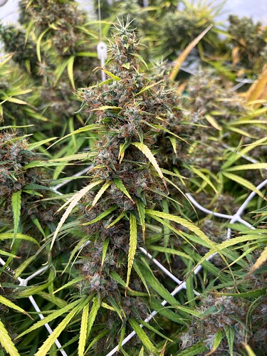 Growreport Bild 14