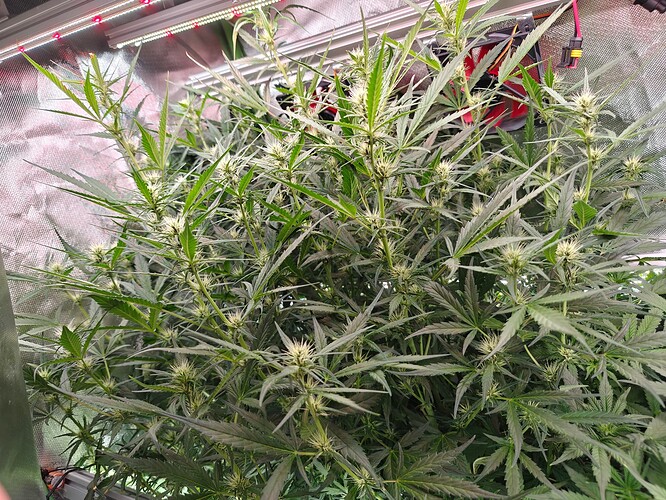 Growreport Bild 1