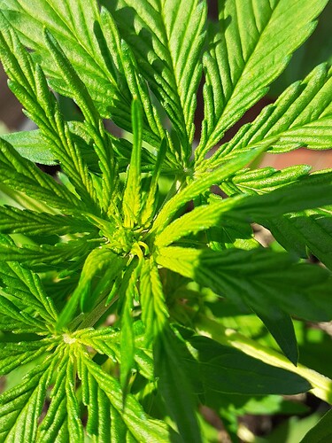 Growreport Bild 27