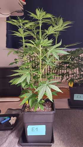 Growreport Bild 19
