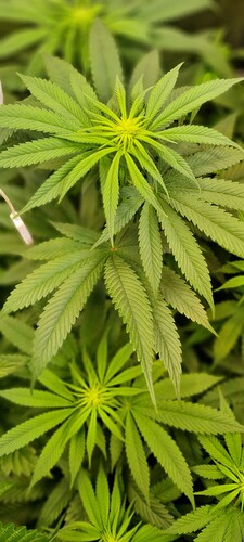 Growreport Bild 11