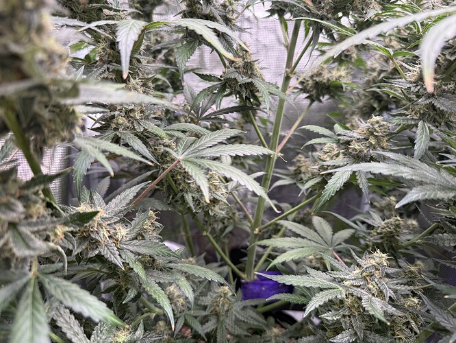 Growreport Bild 29