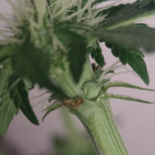 Growreport Bild 7