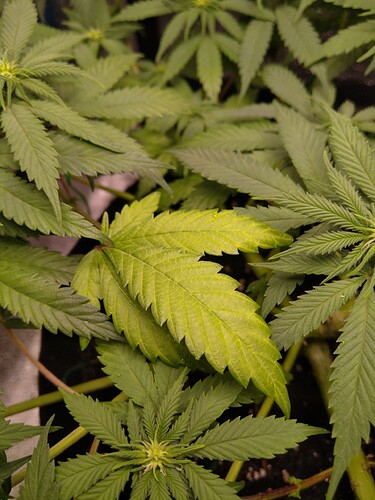 Growreport Bild 5