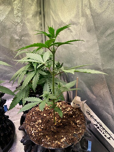Growreport Bild 4