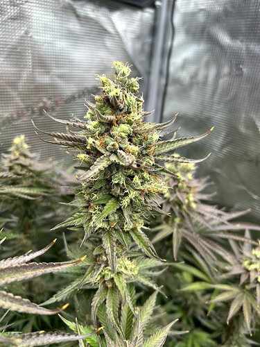 Nahaufnahme eines Cannabis-Buds in der späten Blütephase mit herbstlicher Blattverfärbung in einem Growzelt.