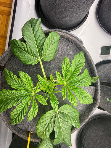 Growreport Bild 12