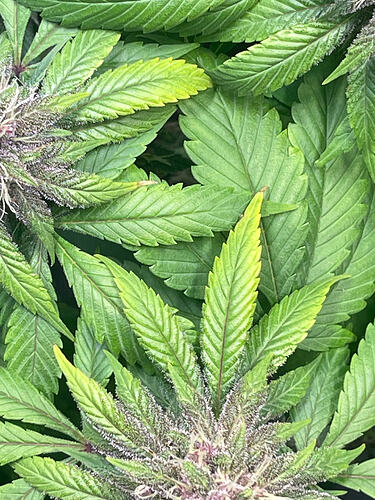Growreport Bild 20