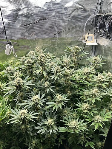 Mehrere blühende Cannabispflanzen in einem Growzelt, mit sichtbaren Lüftern und einem Thermometer.