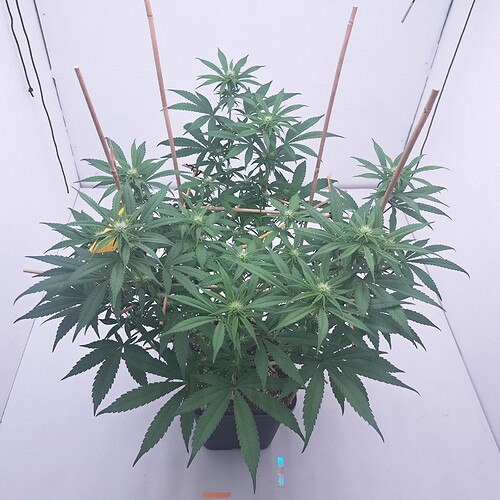 Growreport Bild 2