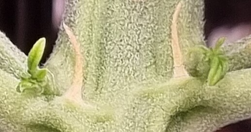 Growreport Bild 7