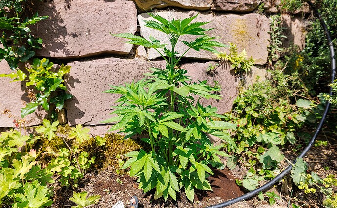 Day 41-outdoor