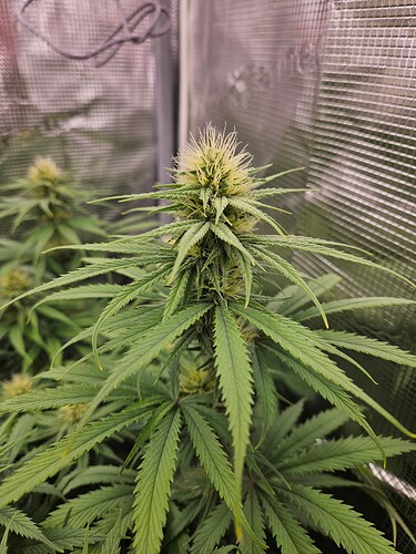 Growreport Bild 8