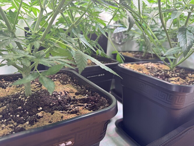 Growreport Bild 6